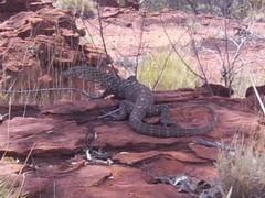 Varanus giganteus