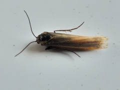 Elasmopalpus