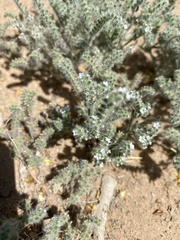 Johnstonella