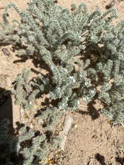 Johnstonella