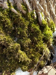 Sciuro-hypnum populeum