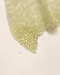 Sciuro-hypnum populeum