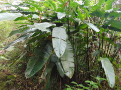 Heliconia schiedeana