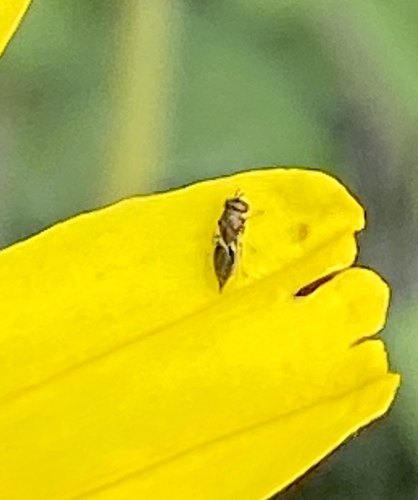 iNaturalist observation photo of Chalcidoid Wasps