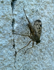 Rhagio atlanticus