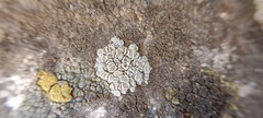 Lecanoraceae