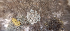 Lecanoraceae