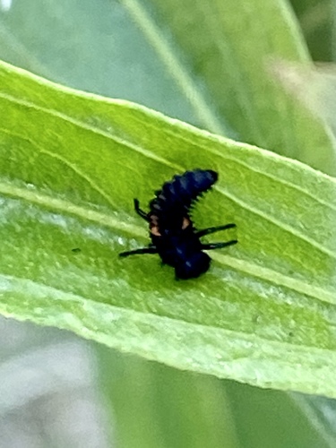 iNaturalist observation photo of Asian Lady Beetle