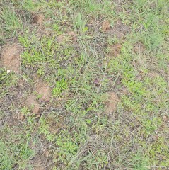 Dactylis glomerata hispanica