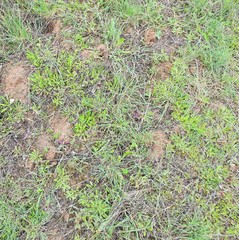 Dactylis glomerata hispanica