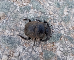 Scarabaeus cicatricosus