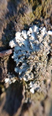 Phaeophyscia orbicularis