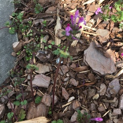 Lamium amplexicaule