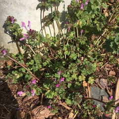 Lamium amplexicaule
