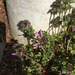 Lamium amplexicaule