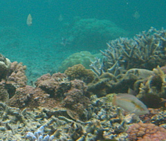 Halichoeres scapularis