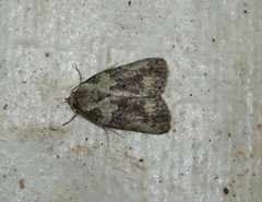 Blenina squamifera