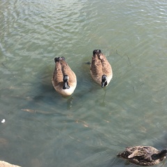 Branta canadensis