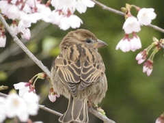 Passer domesticus