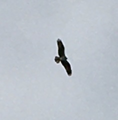 Pandion haliaetus
