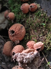 Lycoperdon fuligineum