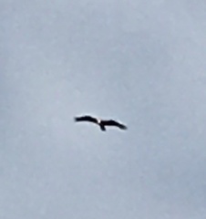 Pandion haliaetus