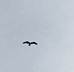 Pandion haliaetus