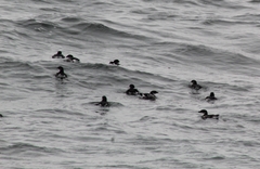 Pelecanoides garnotii