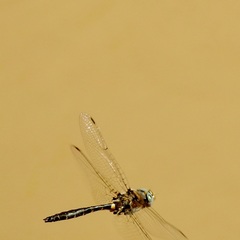 Helocordulia selysii