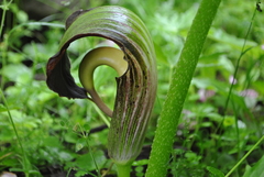 Arisaema elephas