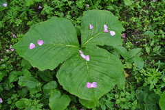 Arisaema elephas