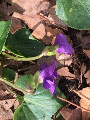 Viola sororia