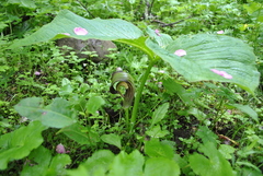Arisaema elephas