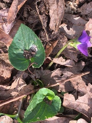 Viola sororia