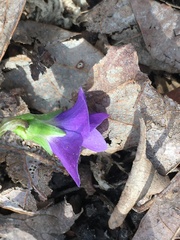 Viola sororia
