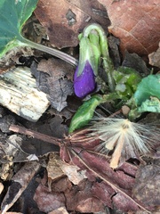 Viola sororia