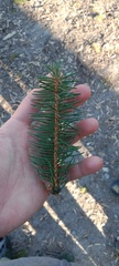 Picea abies