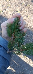 Picea abies
