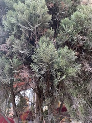 Cupressus