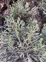 Cupressus