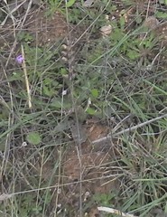Bellardia trixago