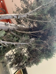 Cupressus