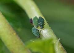 Aphis schneideri