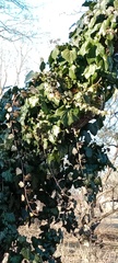 Hedera helix
