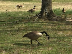 Branta canadensis