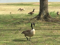 Branta canadensis
