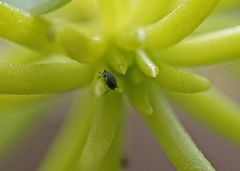 Aphis sedi