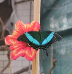 Papilio blumei