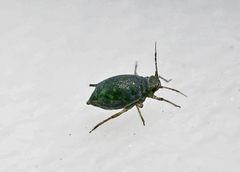 Aphis sedi