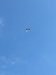 Pandion haliaetus